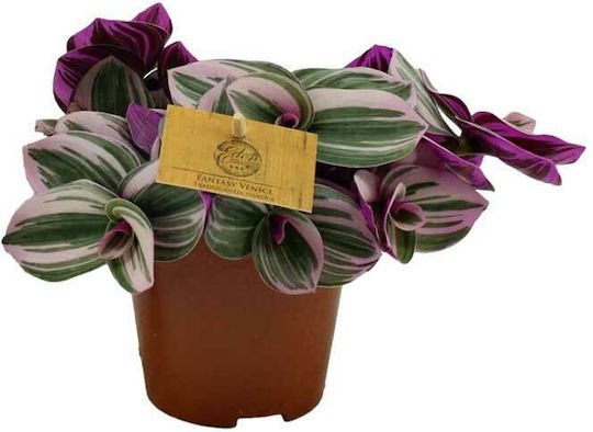 Tradescantia Nanouk 12cm