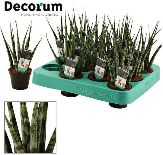 Sansevieria Fernwood 6cm