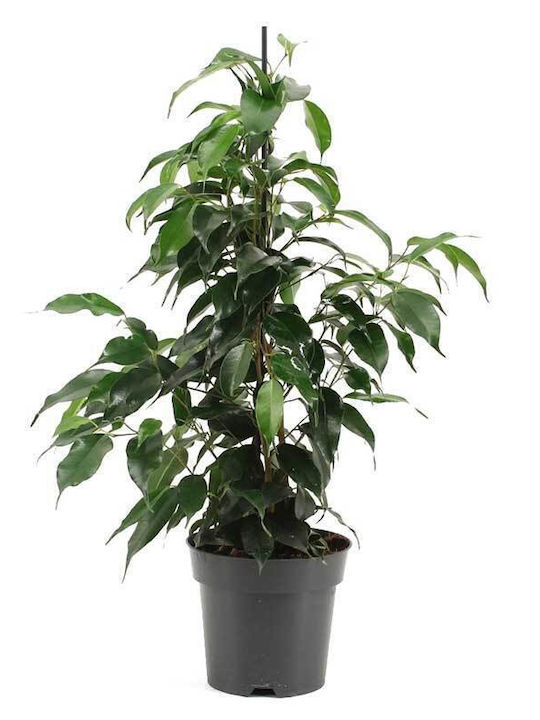 Ficus 'danielle' 14cm