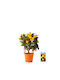Citrus Calamondin 'oriana' 12cm