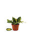 Green Leaf 'variegata'
