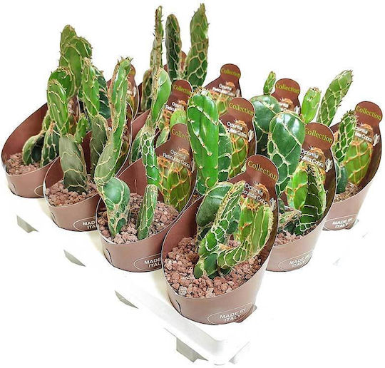 Opuntia reticulata Cobra 6.5cm