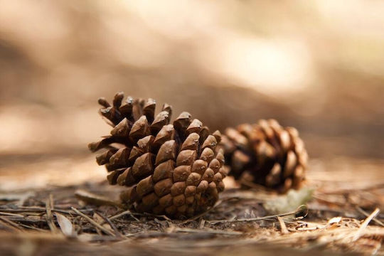 Χριστουγεννιάτικο Декорация Pine Дължина 10см. 3бр