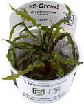 Tropica Crispatula 1-2 Grow Lebende Aquariumspflanze Cryptocoryne Nevilli 11974