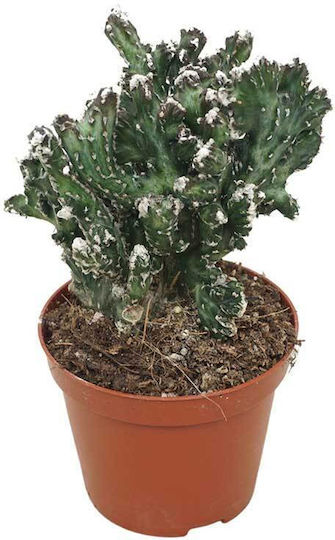 Monvilea Speg 'cristata' 8.5cm