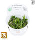 Tropica Pogostemon Erectus 1-2-Grow! Живо Аквариумно Растение Pogostemon 12009