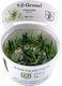 Tropica Littorella Uniflora 1-2-Grow!