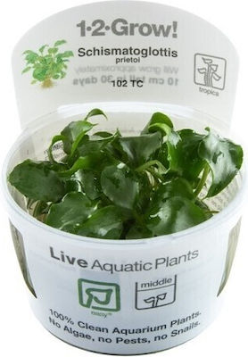 Tropica Schismatoglottis Prietoi 1-2-Grow