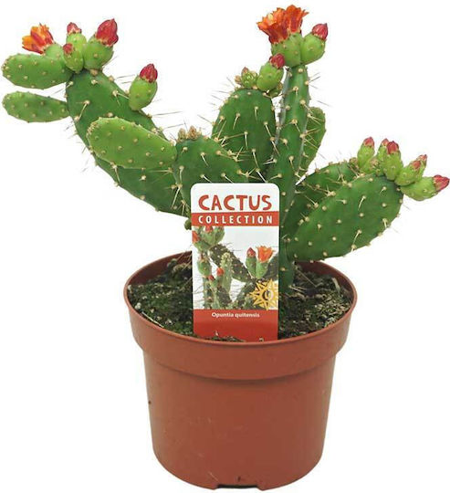 Opuntia Quitensis 12cm