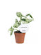 Syngonium Indoor Height 25cm