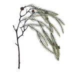 Iliadis Christmas Decorative Branch