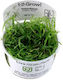 Tropica 1-2 Grow! Ζωντανό Φυτό Ενυδρείου Helant...