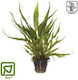 Tropica Pteropus Potted Plantă acvatică vie Microsorum