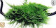 Tropica Vesicularia Dubyana Christmas Moss On Wood Live Aquarium Plant Java