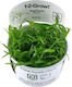 Tropica Subulata 1-2-grow Sagittaria Platyphylla Live Aquarium Plant