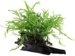 Tropica On Wood Bolbitis Live Aquarium Plant