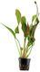 Tropica 12237