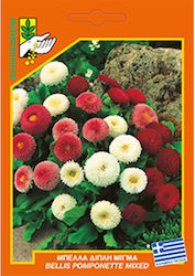 Μπέλλα 530 Seeds Daisyς