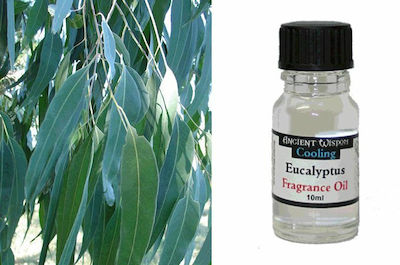 Ancient Wisdom Aromatic Oil Eucalipt 10ml 1buc