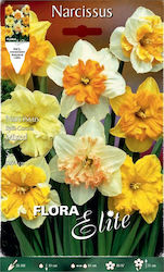 Primasem Seeds Narcissus 5pcs