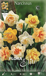 Primasem Double Narcissus 5pcs