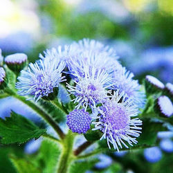 Seeds Whiteweed (Ageratum) 0.3gr Purple