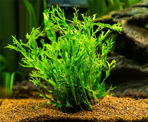 Stoffels S.i Ζωντανό Φυτό Ενυδρείου Microsorum