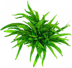 Stoffels S.i Microsorum