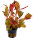 S.i Alternanthera Live Aquarium Plant