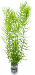 S.i Ceratophyllum Demersum Live Aquarium Plant