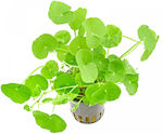 Hydrocotyle Live Aquarium Plant