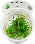 Tropica Live Aquarium Plant