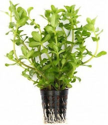 Dennerle Pot Lebende Aquariumspflanze Bacopa