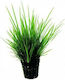 SonGrow Pot Lebende Aquariumspflanze