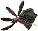 Misirlis Aquarium Bucephalandra Live Aquarium Plant