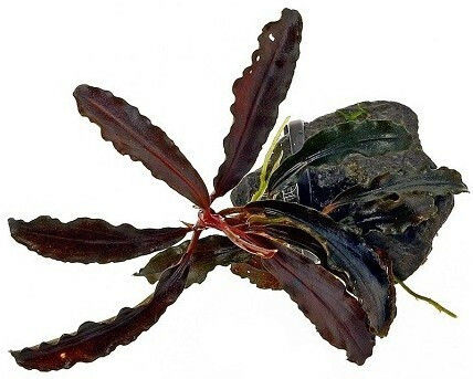 Misirlis Aquarium Bucephalandra Live Aquarium Plant