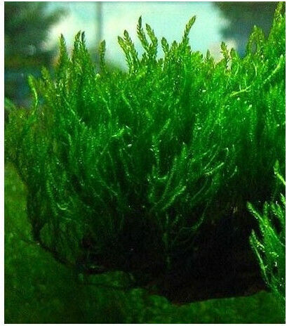 Misirlis Aquarium Ζωντανό Φυτό Ενυδρείου Taxiphyllum