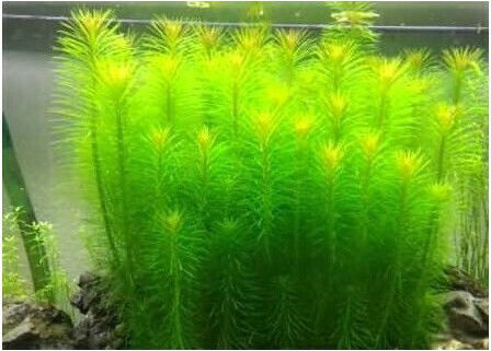 Misirlis Aquarium Lebende Aquariumspflanze Pogostemon