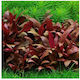 Misirlis Aquarium Alternanthera Live Aquarium Plant