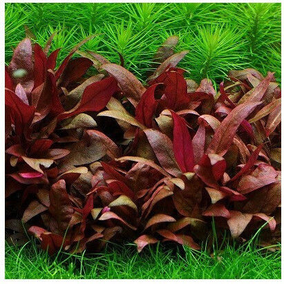 Misirlis Aquarium Alternanthera Live Aquarium Plant
