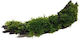 Misirlis Aquarium Moss Ζωντανό Φυτό Ενυδρείου Java