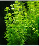 Misirlis Aquarium Live Aquarium Plant