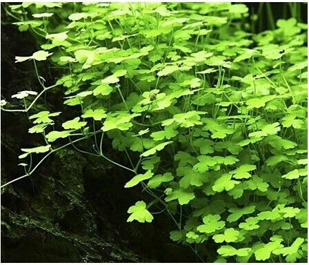 Misirlis Aquarium Hydrocotyle Live Aquarium Plant
