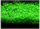Misirlis Aquarium Live Aquarium Plant