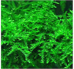 Misirlis Aquarium Live Aquarium Plant