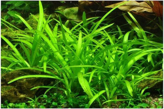 Misirlis Aquarium Sagittaria Platyphylla Live Aquarium Plant