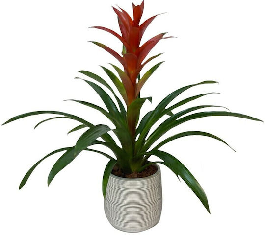 Guzmania Înălțime 65buc