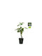 Rubus 'summerchef' Bio 13cm