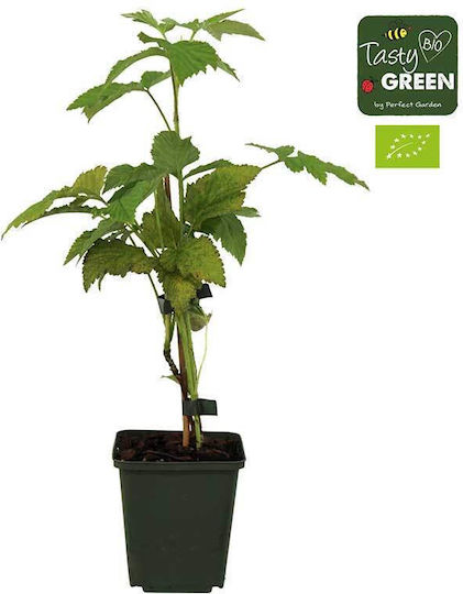 Rubus 'summerchef' Bio 13cm