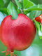 Granatapfel 3lt